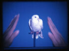 Jack Goldstein, ‘White Dove’, 1975. Film 16mm, couleur, son. 20 sec. Collection Mudam Luxembourg. Acquisition 2001 © Photogramme : Mudam Luxembourg