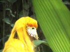 Janaina Tschäpe, "As Camaleoas", 2002. Vidéo couleur, son. 17 min. Collection Mudam Luxembourg. Acquisition 2002 © Photogramme : Mudam Luxembourg