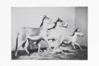 Jochen_Lempert_Kiangs_mudam_collection
