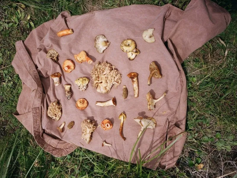 A pink shirt spread out on grass with various types of mushrooms neatly arranged on it.