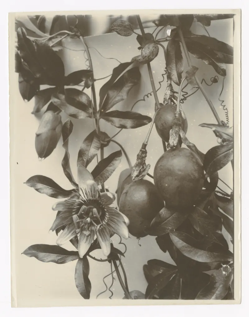 A E Gimingham passion flower 17252 14 2