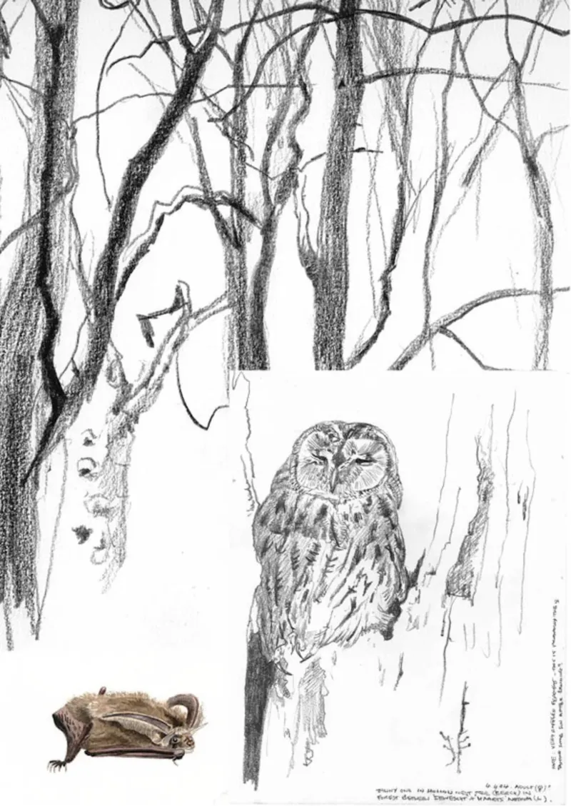 Pencil sketches by Alan Johnston of a tree, an owl and a bat.