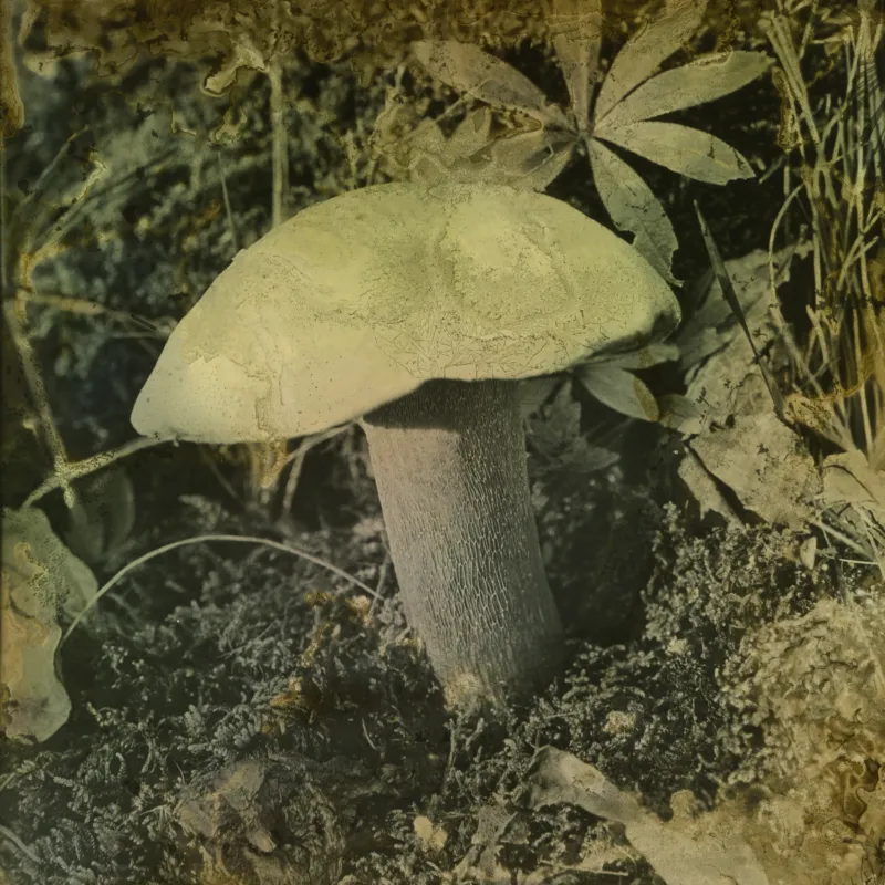 C T Green Agaricus 34405 3 2