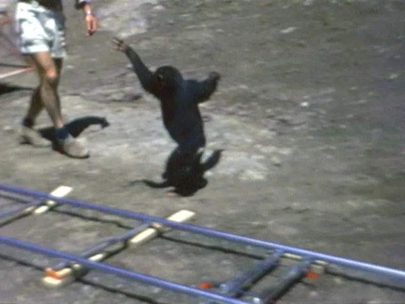 Diana Thater, ‘The Individual as a Species’, 1996 (video still). Collection Mudam Luxembourg. Donation 2023 – Gaby and Wilhelm Schürmann with the support of the members of the Cercle des collectionneurs du Mudam Luxembourg. Courtesy of the artist