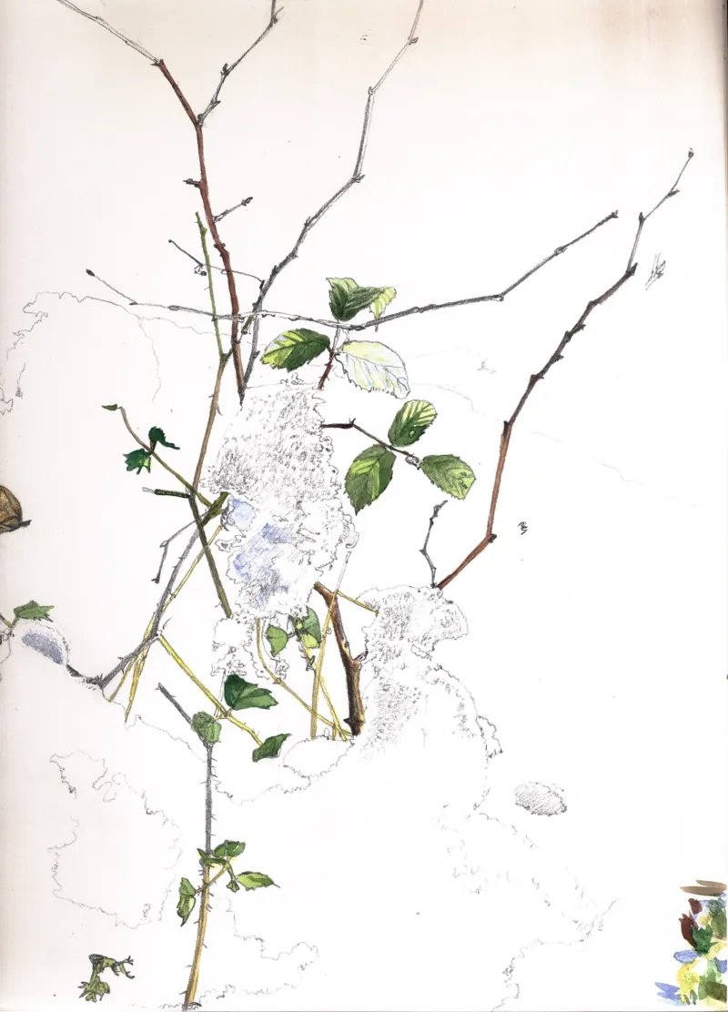 "Bramble in Snow". Drawing by Alan Johnston