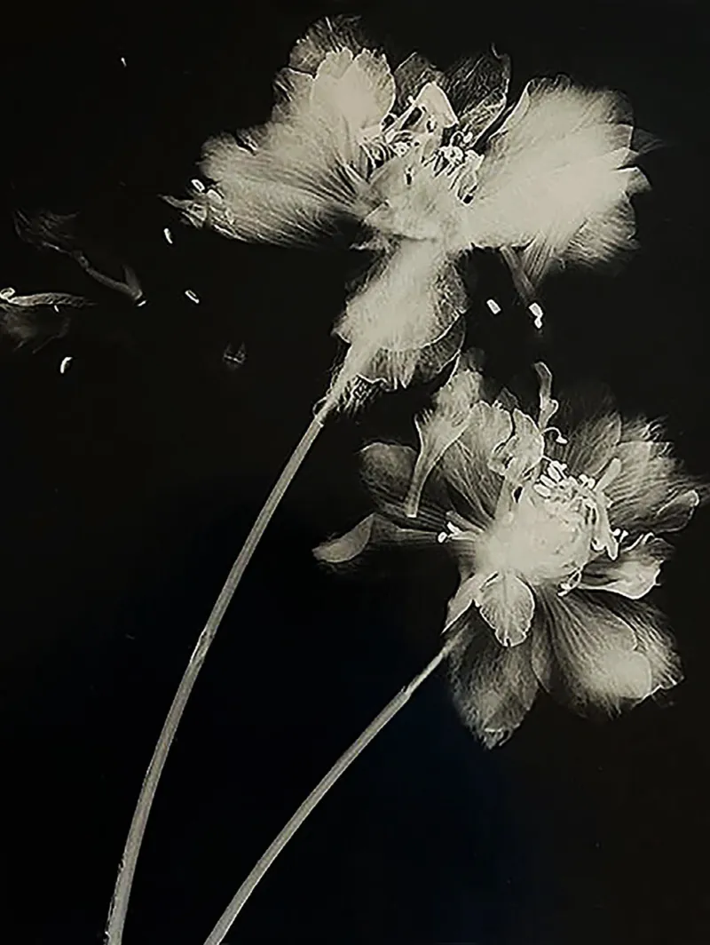 Lisa Oppenheim, ‘Steichen Studies’, 2024 (detail). Courtesy of the artist, Tanya Bonakdar Gallery, New York/Los Angeles