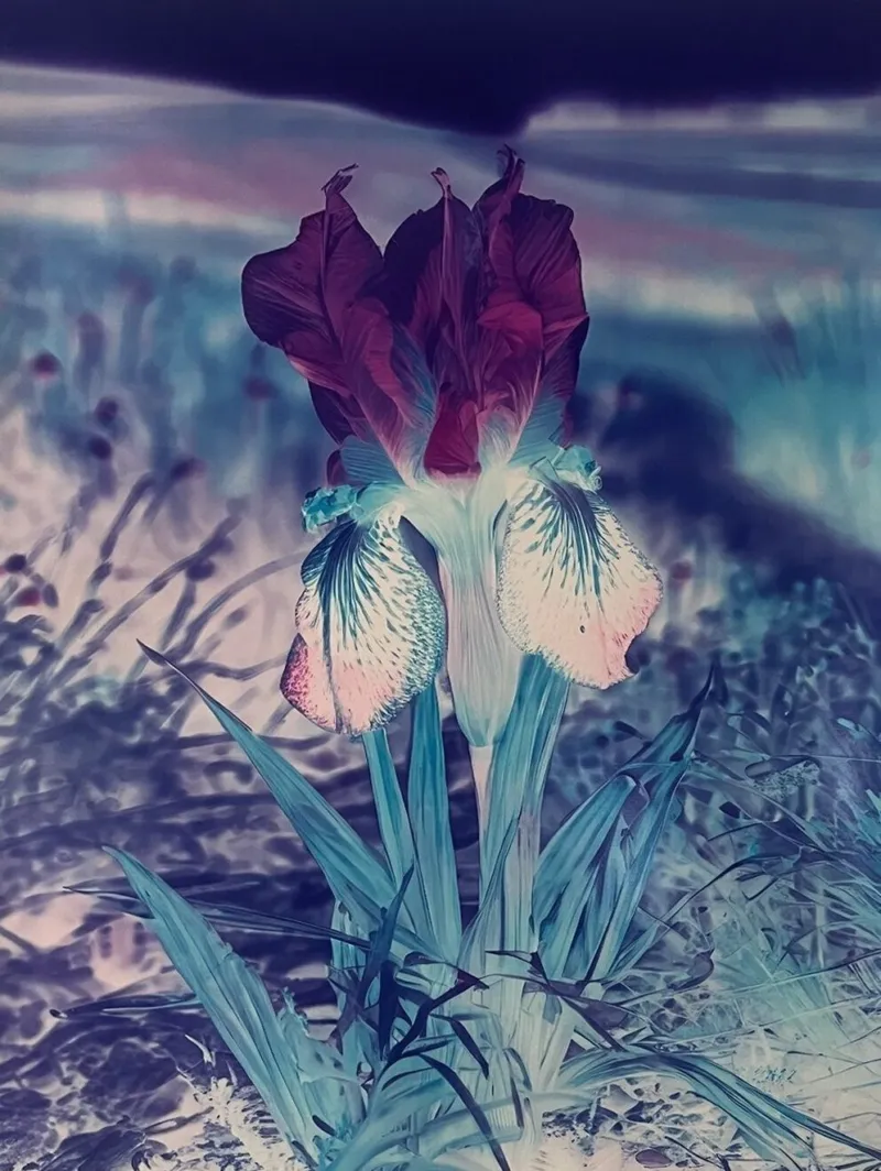 Lisa Oppenheim, ‘Mlle Steichen (Version XI)’, 2024. Courtesy of the artist, Tanya Bonakdar Gallery, New York/Los Angeles