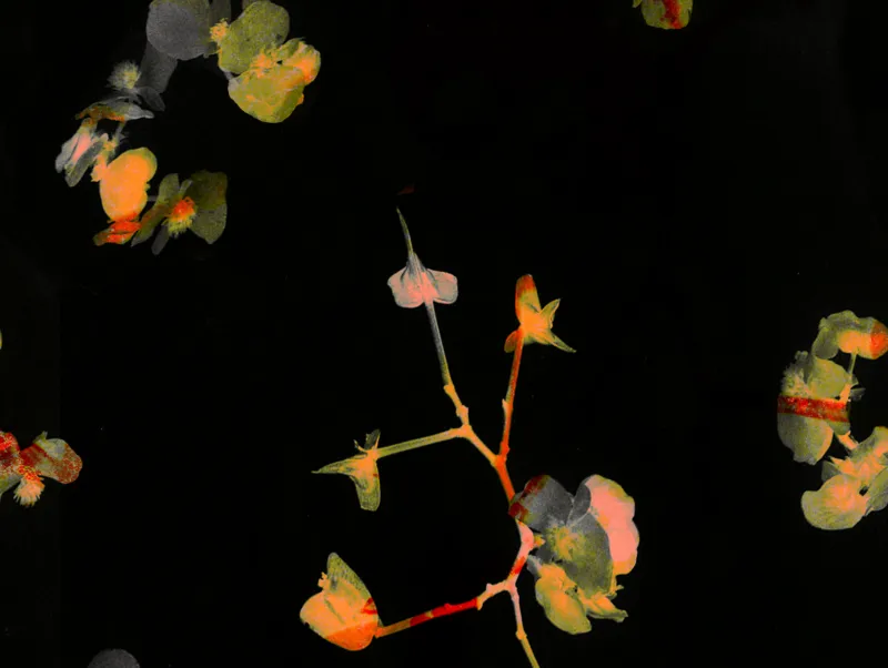 Lisa Oppenheim, in collaboration with Zoe Latta, ‘Textile design’, 2024. Courtesy of the artist and Tanya Bonakdar Gallery, New York/Los Angeles