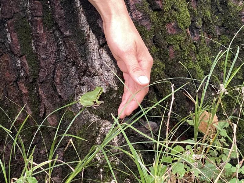 A frog near a tree with a hand trying to catch it.