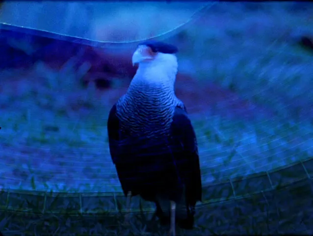 Ana Vaz, ‘É Noite na América, It is Night in America’, 2021 (video still). Courtesy of the artist and Fondazione in Between Art and Film